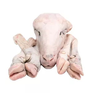 گوشت کله پاچه گوسفند پاک شده