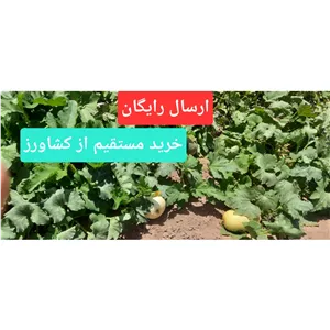 تخمه کدو سفید نمکی سایز درشت خرید از کشاورز