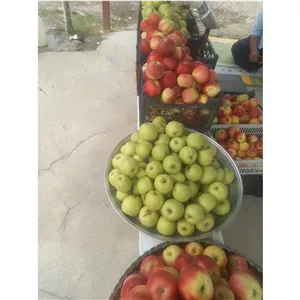 سیب درختی