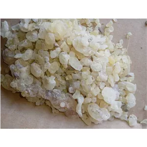سقز دان طبیعی (صمغ یا شیره درخت بنه یا پسته کوهی)
