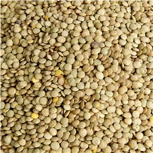 عدس درجه 1 محلی ریز (به شرط پخت)