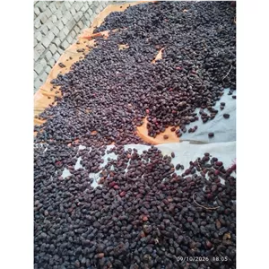 خرما کلوته