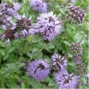 پونه کوهی