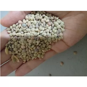 عدس محلی تازه امسال