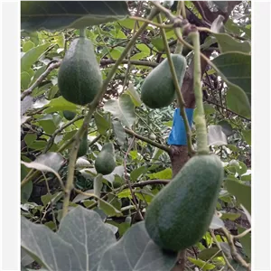 میوه آووکادو کلیفتون