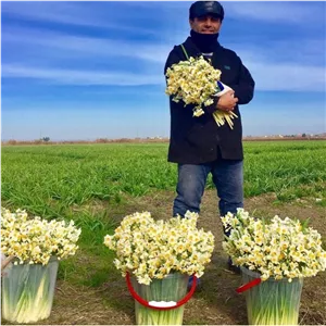 پیاز گل نرگس معطر شیرازی(5کیلویی)