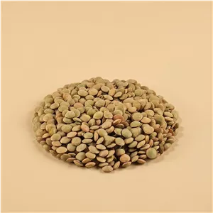 عدس سبز اعلا و درشت حجره بابات