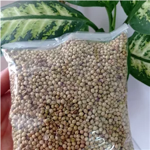 تخم گشنیز تازه و معطر 100گرمی