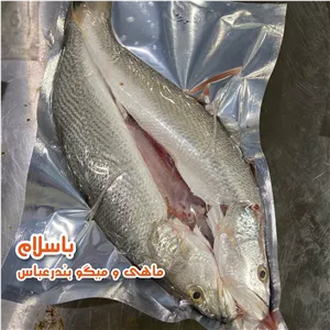 ماهی شوریده شکم خالی سایز متوسط- 1 کیلوگرم 