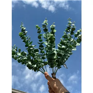 برگ اکالیپتوس چرمی