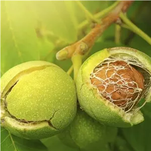 گردوی تازه با پوست سبز مراغه