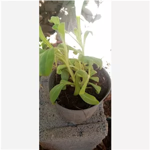 گلدان گل همیشه بهار 