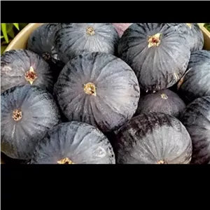 انجیر تازه