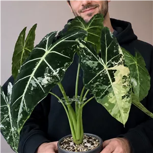 نگهدارنده شاخه گیاه گلداس کد 3 بسته 5 عددی