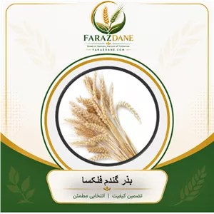 بذر گندم فلکسا