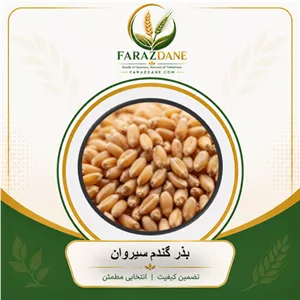 بذر گندم سیروان