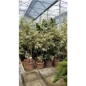 فیکوس بنجامین Ficus benjamina 