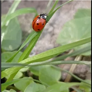 خاک برگ Leafy Soil