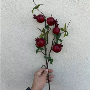 شاخه انار 5 میوه لمسی وارداتی