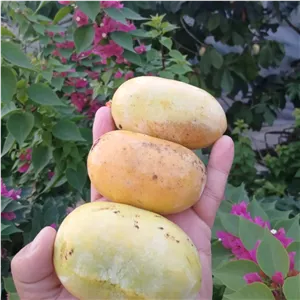 نهال انبه سردسیری و معتدله