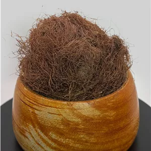 کاکل ذرت