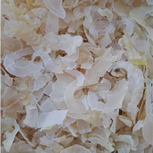 کتیرا صدفی