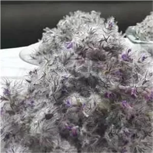 چای کوهی مراغه توهلوجه(100گرم)