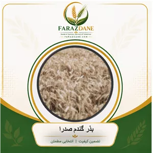 بذر گندم صدرا