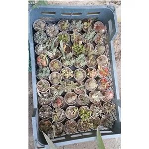 کاکتوس Cactus