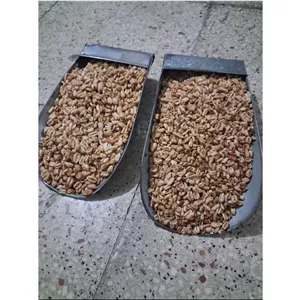 گندمک شیرین