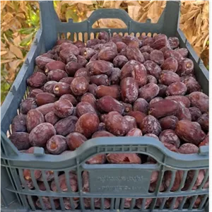 خرما کلوته یک کیلویی برداشت 405
