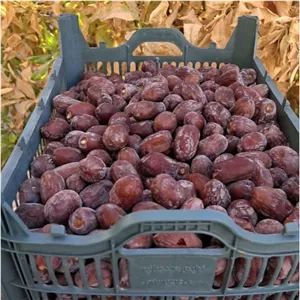 خرما کلوته 5 کیلویی