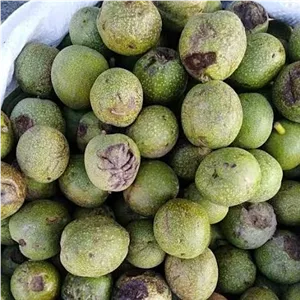 گردو تر