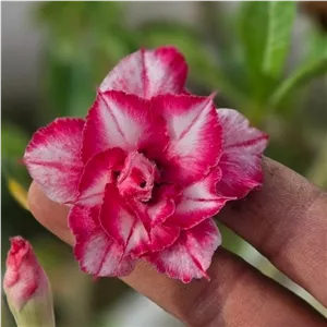 آدنیوم گل رنگی با هشت رنگ گل
