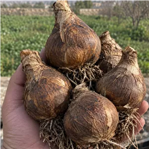 پیاز گل نرگس 1 کیلویی