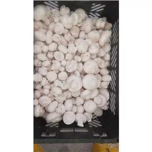 قارچ سبدی پنج کیلویی درجه یک