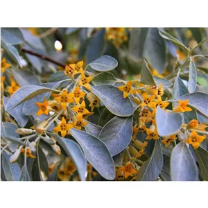 شکوفه سنجدبهار سنجد خشک شده 