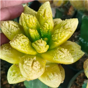 گودزیلا ابلق طلایی 