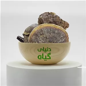 قارچ گانودرما