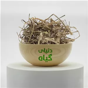 ریشه گزنه