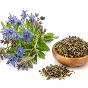 گیاه گل گاو زبان