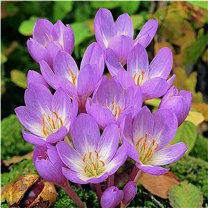 پیاز گل Colchicum ( سورنجان یا گل حسرت )