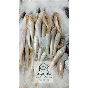 ماهی شورت (لیدی فیش سه کیلو با کیفیت بالا)