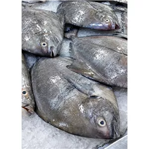 ماهی حلوا سیاه صادراتی (سه کیلو با کیفیت بالا)