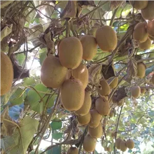 کیوی طلایی