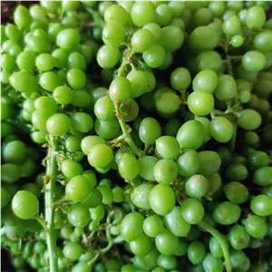 پودر غوره ناردون (100 گرمی)