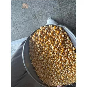 ذرت وارداتی ممتاز قیمت عمده برای مصارف خانگی
