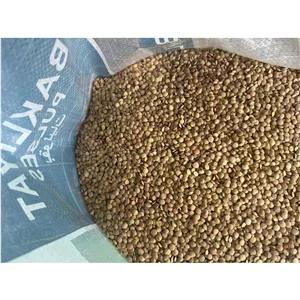 عدس درجه یک وارداتی به قیمت عمده
