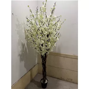 درختچه شکوفه سفید ارتفا190
