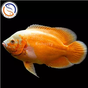 ماهی اسکار پرتقالی سایز7-8 سانت